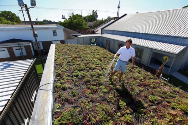 watering green roof