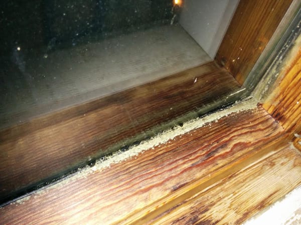mold wood window frame