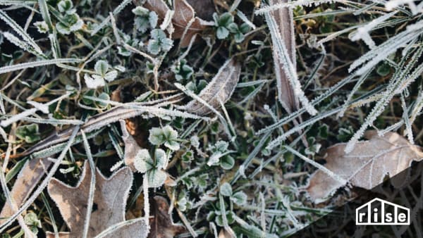 winter gardening