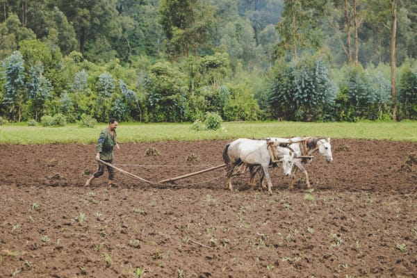 working farm horse