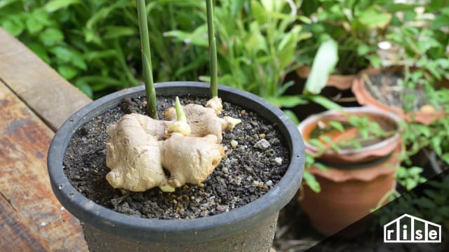 Grow Immune Boosting Herbs Header