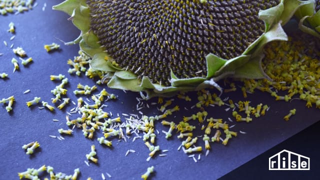 Seed Saving Header