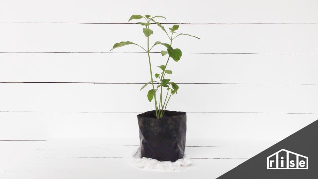 Seed to Seedling Header