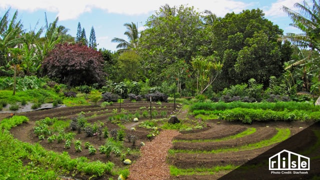 backyard design