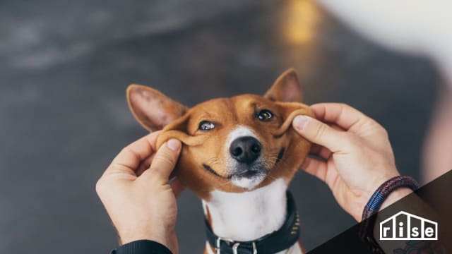 pet allergies indoor air quality