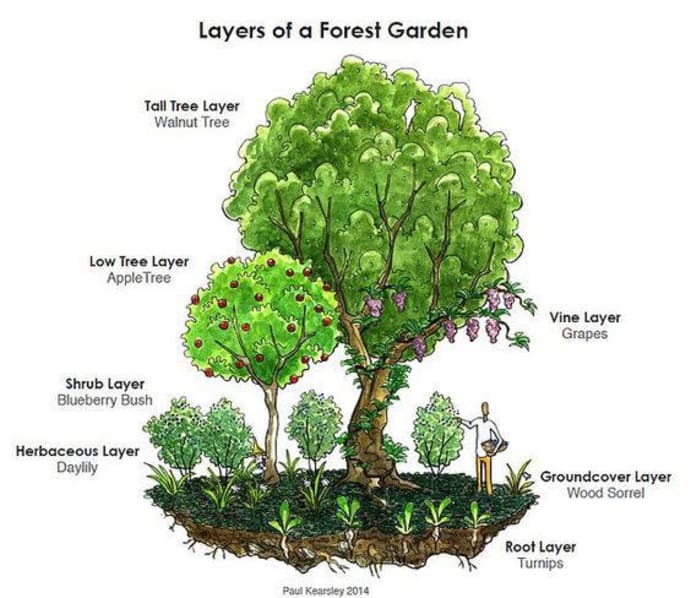 layers of food forest