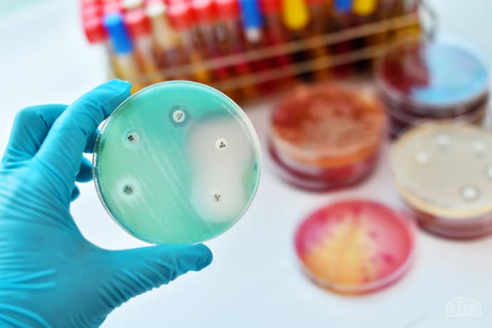 Petri Dish Antibiotic Resistance