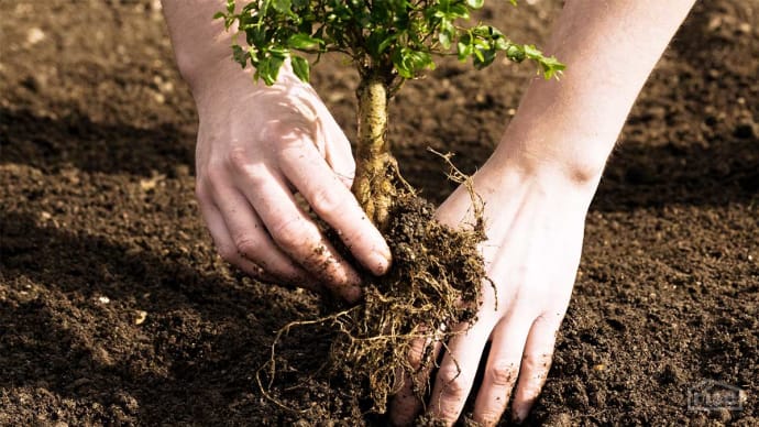 Tree Planting Arbor Day Foundation