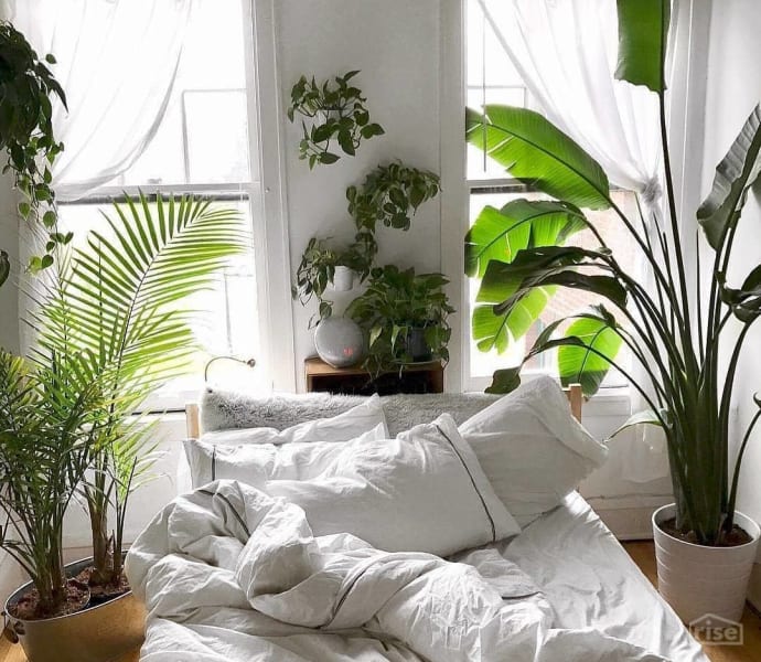 Bedroom Plants Plant Cultivation