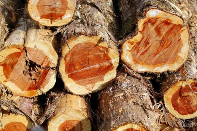 Cedar Logs