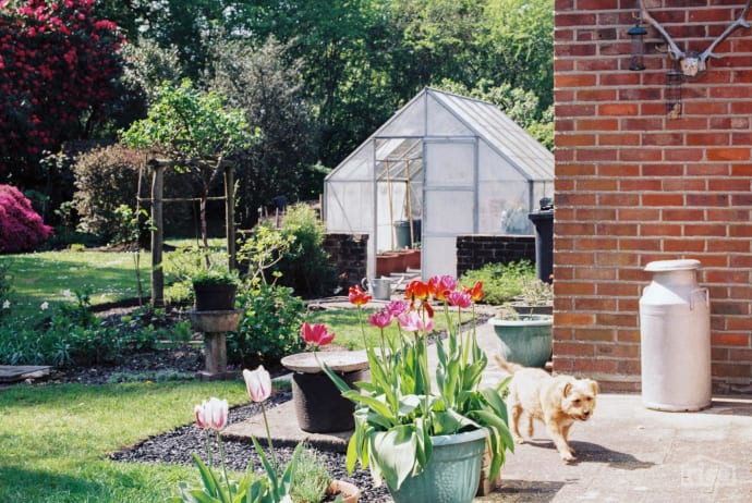 Greenhouse In Garden of Home