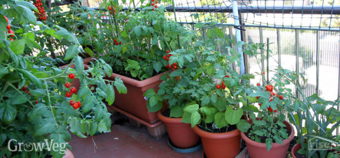 Tomato Plants on Balcony GrowVeg.com