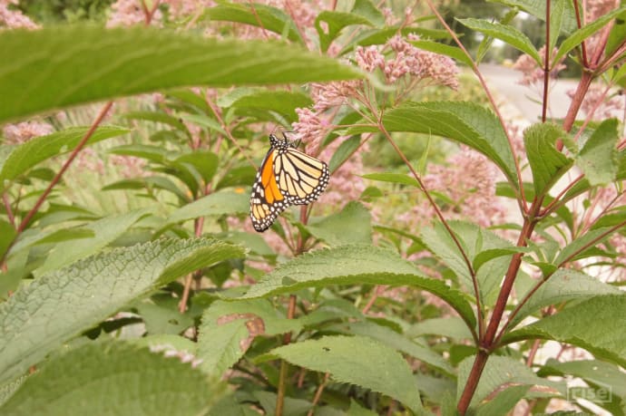 hanson home rain garden attracts monarchs