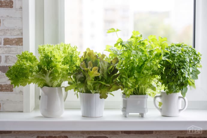 Herbs on the Window Sill
