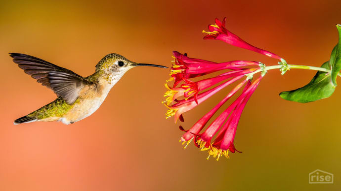 Humminbgird Roger Levien/Audubon