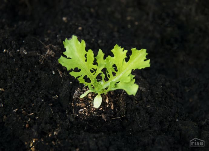 Lettuce Seedling