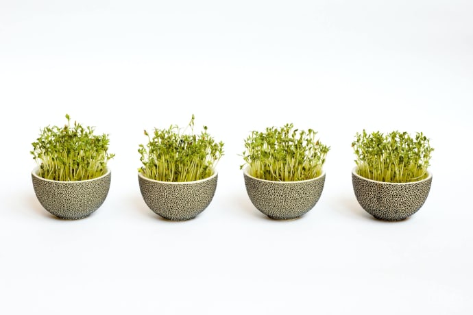 Microgreens in Bowls