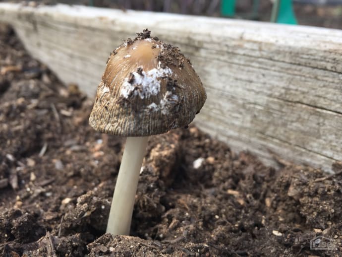 Mushroom in Garden