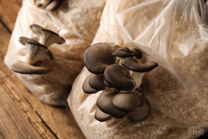 Mushrooms Growing in Bag