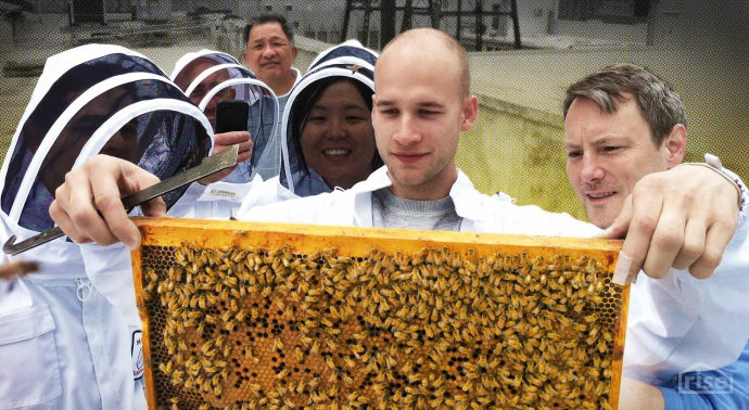 new york city beekeepers
