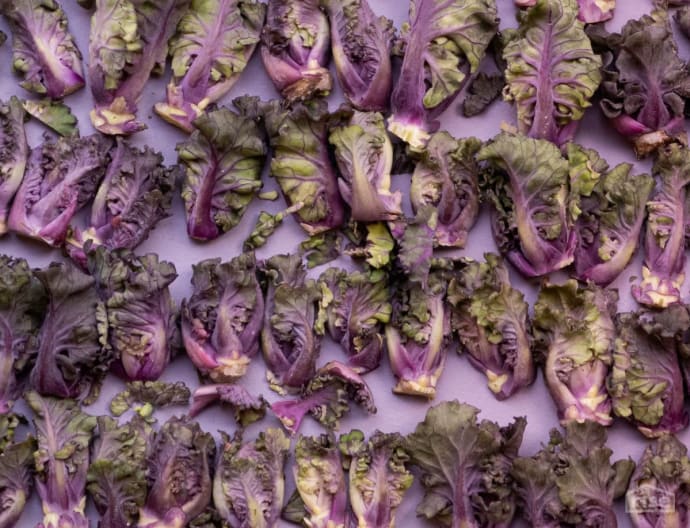 Old Purple Kale