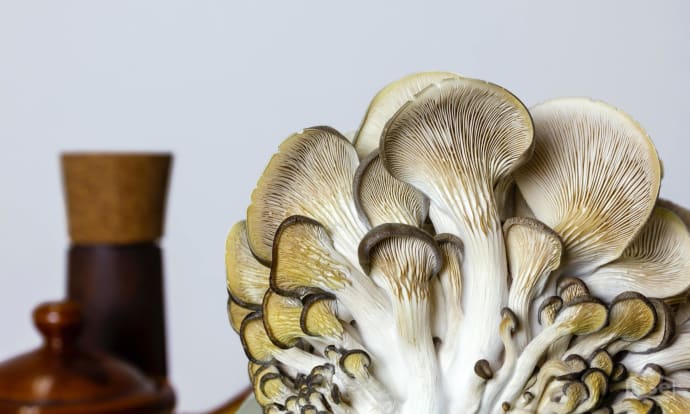 Oyster Mushrooms at Home