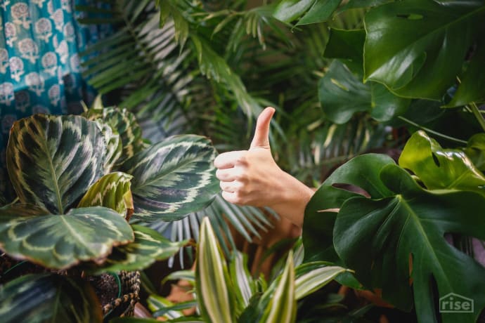 Plants Thumbs Up