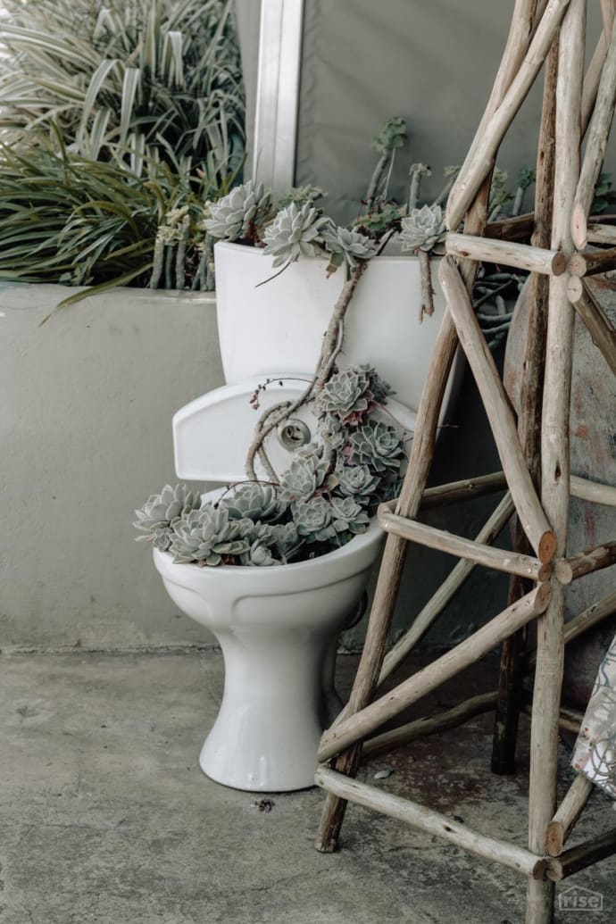 Plants in Toilet
