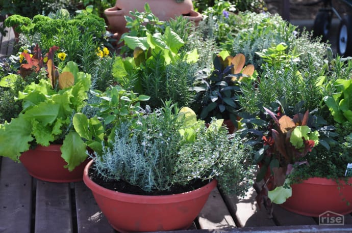 Small Garden Containers
