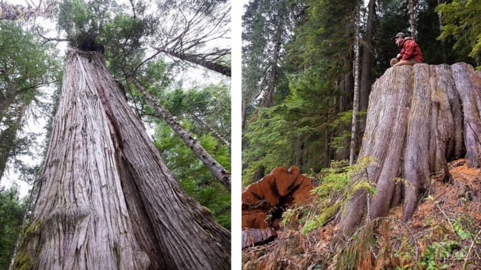 Old Growth Trees Cut in the Pacheedaht territory of BC.  Photo Credit: TJ Watt