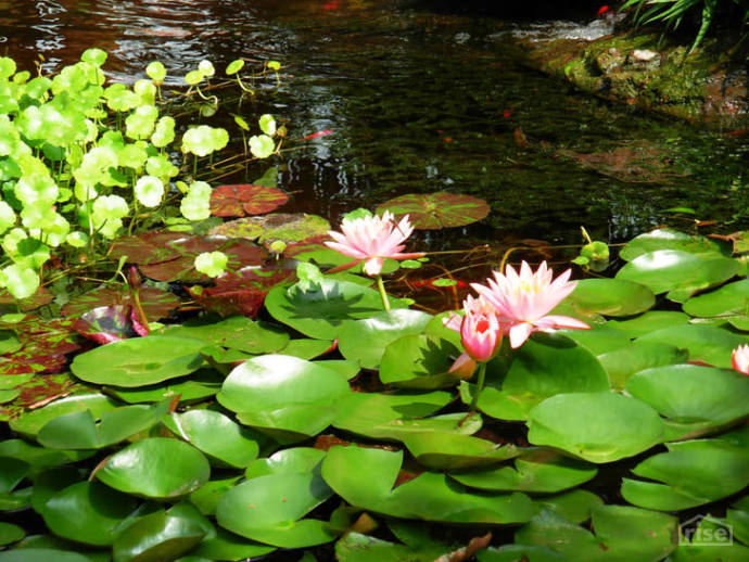 Waterlillies Inhabitat