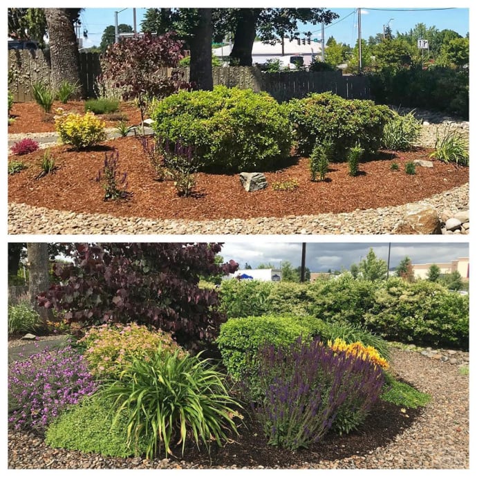 Xeriscaped yard in Albany Oregon Urban Floristry