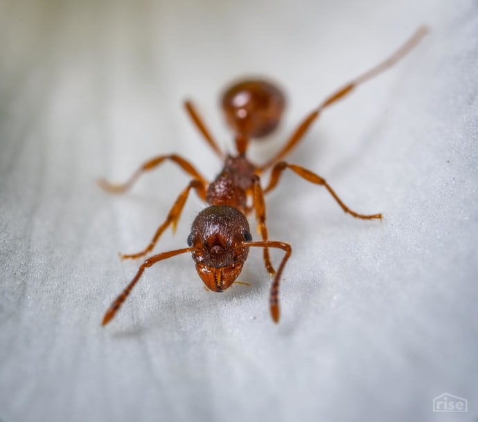 NonToxic Pest Control at Home