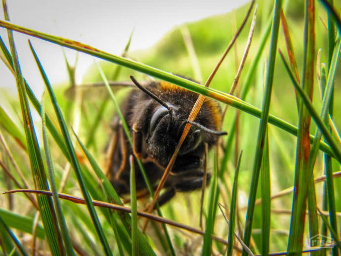 Bee Grass