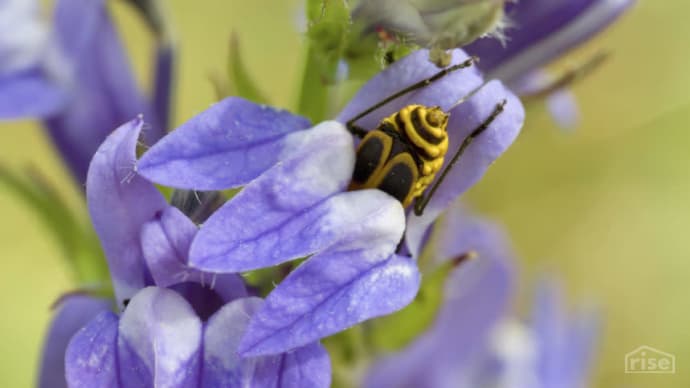 Bee purple flower