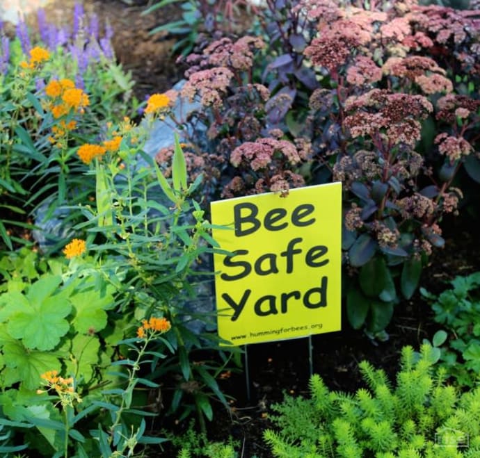 Bee Safe Yard