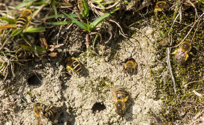 Bee ground Nesting David Suzuki