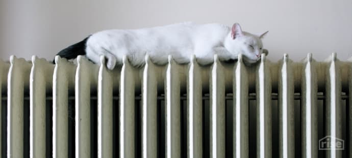 cat on radiator