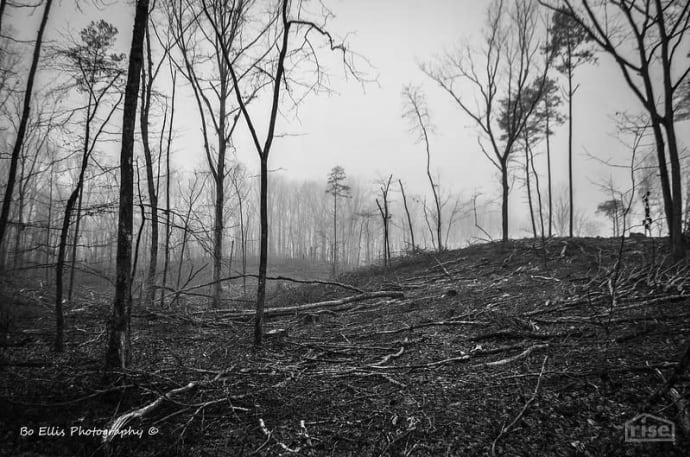 clearcut forest