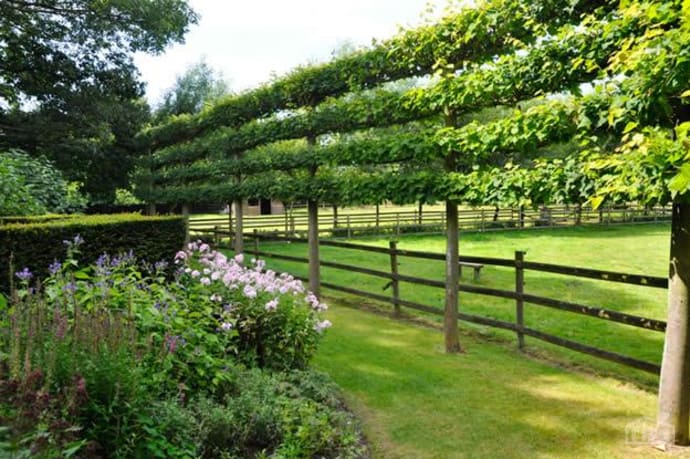 espalier fence