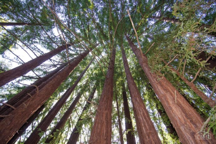 geodesic dome california redwood trees