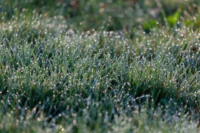 green grass dew
