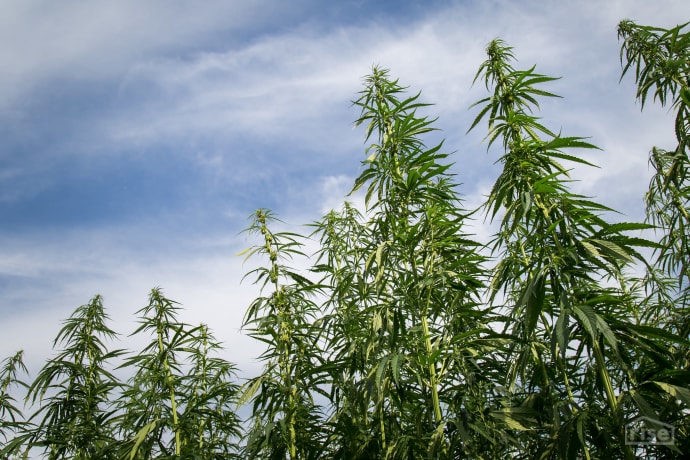 building-with-hempcrete