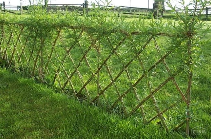 lattice living fence