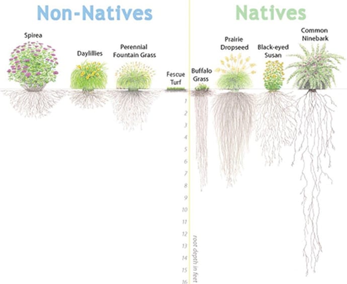 native and non native plants