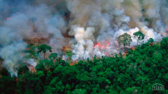 rainforest fire