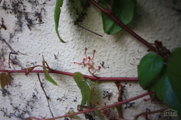 self climbing plant