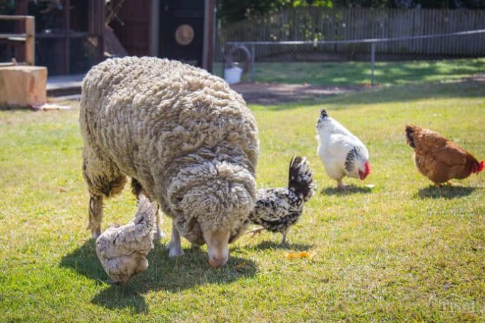 grazing backyard sheep