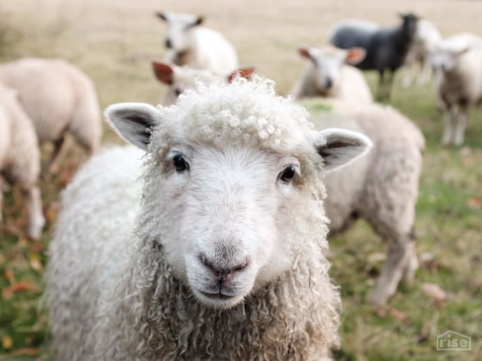 wool insulation sheep