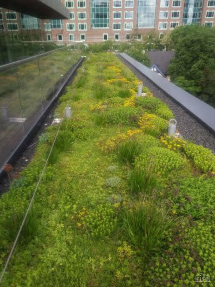 green roof in spring
